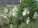 Crini-lilium candium (4)