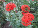 Lychnis calcedonica (12)