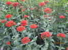 Lychnis calcedonica (13)