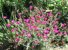 Lychnis coronaria (3)