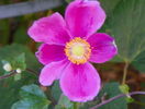 anemone Hadspen Abundance