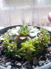 Sempervivum