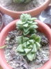 crassula springtime& haworthia cymbiformis