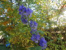 aconitum carmichaelii