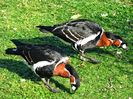 Branta_ruficollis