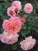 Rose de Gerberoy (2)