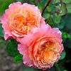 Rose de Gerberoy