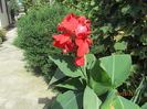 Canna indica