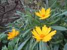 Coreopsis heliot (3)