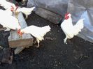 italiana alba pitica si Burmese bantams