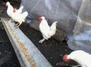 italiana alba pitica si Burmese bantams