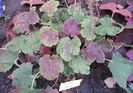 heuchera delta dawn