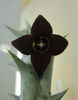 Orbea decaisneana-floare cu 4 petale