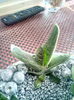 nr 32 gasteria little warty