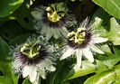 passiflora-edulis-flowers