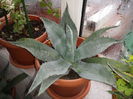 Agave americana