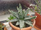 Agave victoria reginae