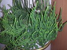 Crassula muscosa