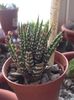 Haworthia fasciata big bang