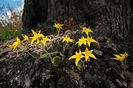 Cowslip orchid- Caladenia flava