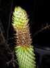 Aloe aculeata crousiana