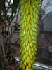 Aloe aculeata crousiana