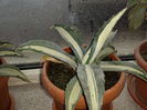 Agave americana mediopicta alba