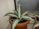 Agave americana mediopicta alba