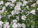 crataegus monogyna