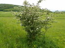 crataegus monogyna