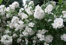 Philadelpus_Bouquet Blanc