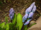 Hyacinth Delft Blue (2016, March 15)