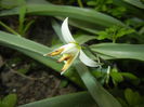 Tulipa Turkestanica (2016, March 21)