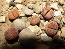 Lithops gesinae v. annae