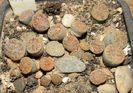 Lithops schwantesii