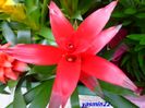 220 Bromelia 21 mar.2016