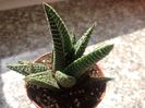 Haworthia limifolia ,,fairy washboard,,