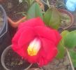 camelia4apr2016