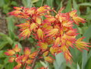 acer palmatum Katsura