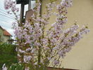 prunus incisa Oshidori