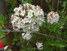 viburnum burkwoodii