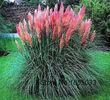 -Cortaderia-Selloana-rose plume