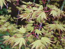 acer palmatum Orange Dream