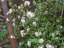 viburnum burkwoodii