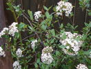 viburnum burkwoodii