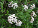 viburnum burkwoodii