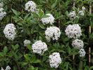 viburnum burkwoodii