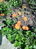 geum coccineum borisi