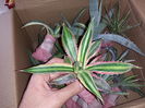 Agave lophanta quadricolor - red form (variegata)