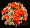 Rebutia